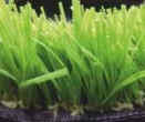 50mm  Artificial grass