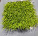 50mm  Artificial grass